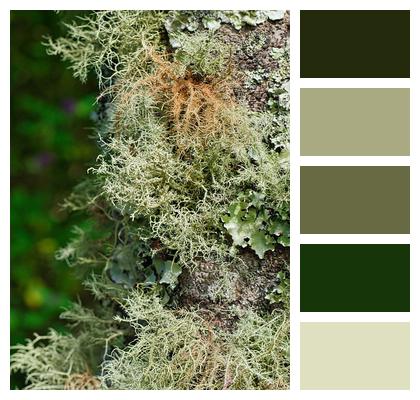 Lichen Beard Lichen Tree Image